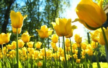 3 for 2 Self-Catering Offer